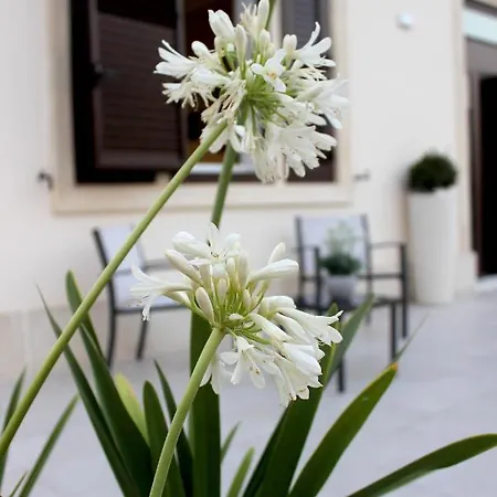 度假居 Agapanthus *